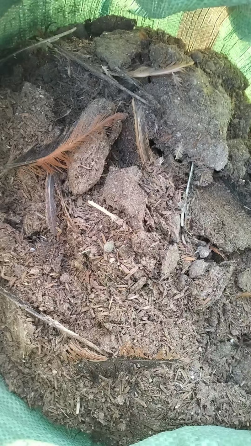 稻壳鸡粪