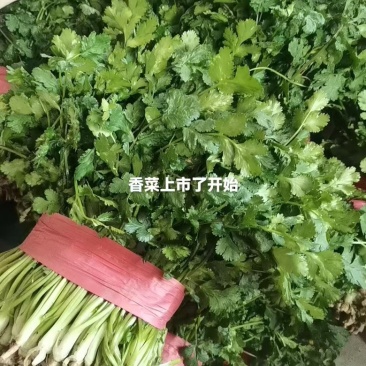 香菜大量上市中