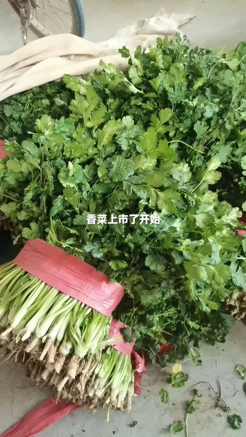 香菜大量上市中