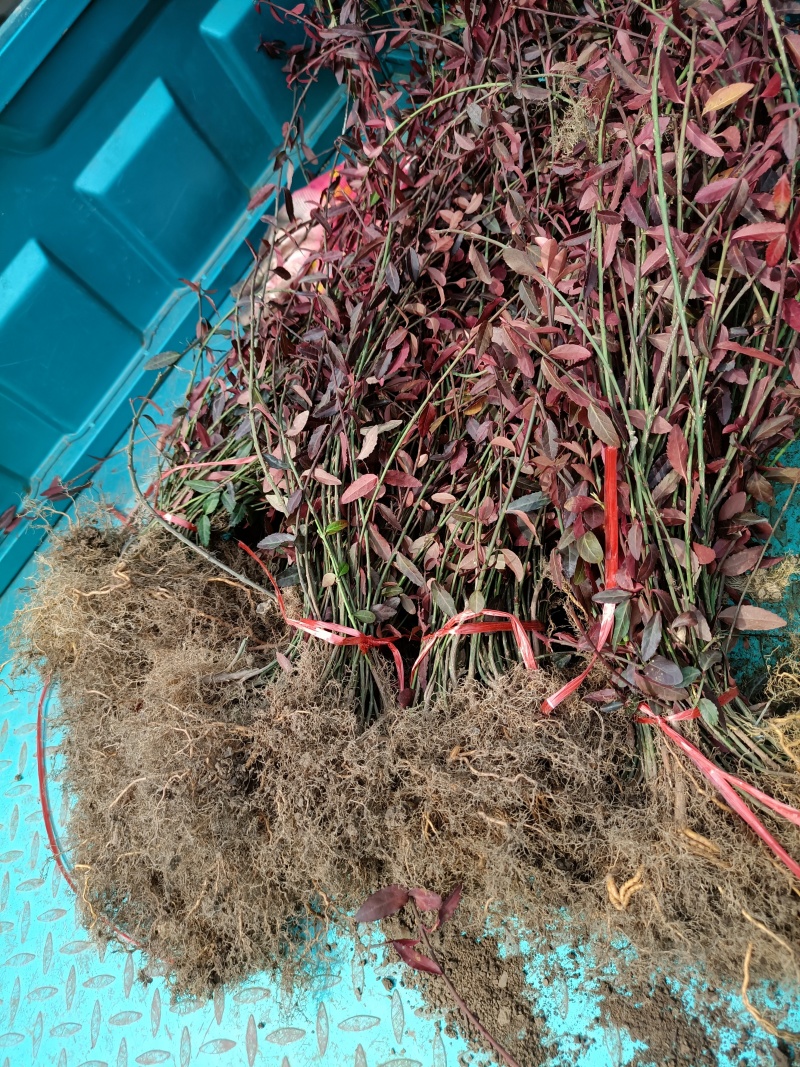 小叶扶芳藤产地直销大小苗都有，欢迎咨询订购！