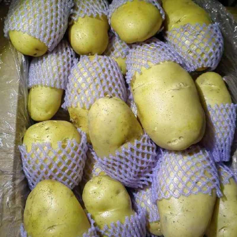 冷库黄心土豆荷兰十五土豆货源充足产地一手货源，全国发货，