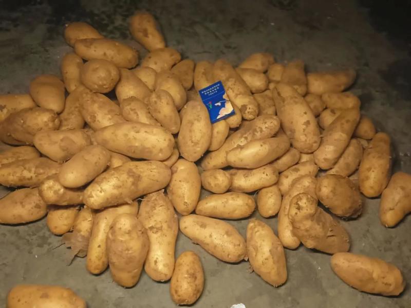 冷库黄心土豆大量出库，货源充足，全国发货，支持视频看货