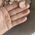 白芍无硫磺精品白芍实拍现货