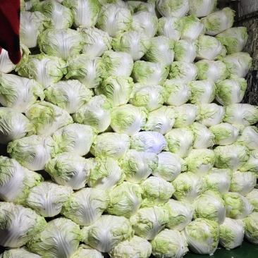 精品白菜