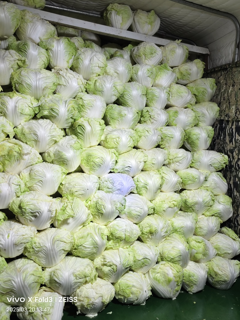 精品白菜