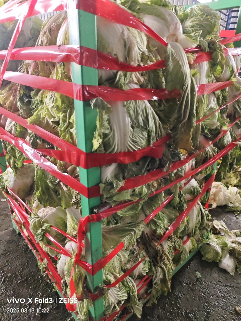 精品白菜