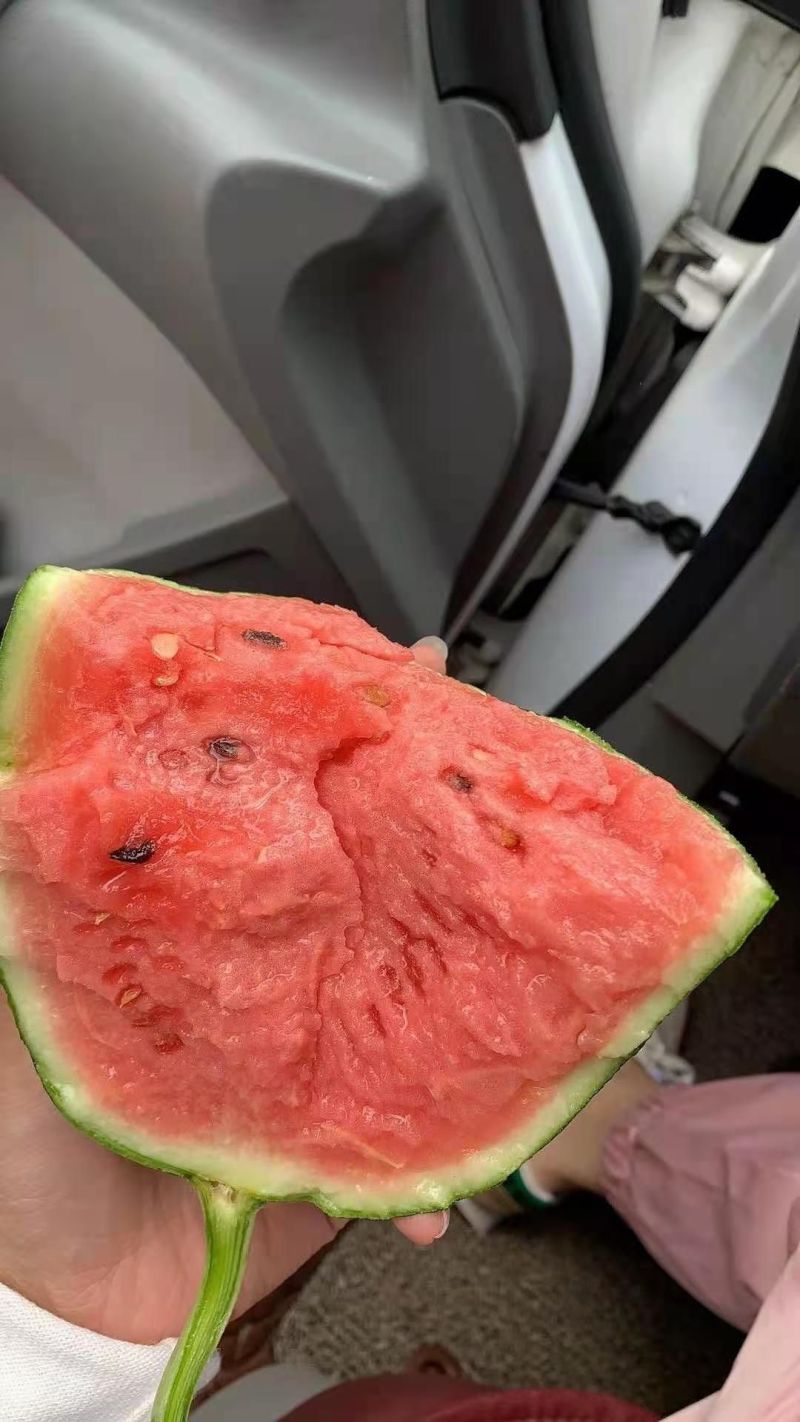 小糖丸西瓜牛奶手撕西瓜吊兰938西瓜商超电商供货