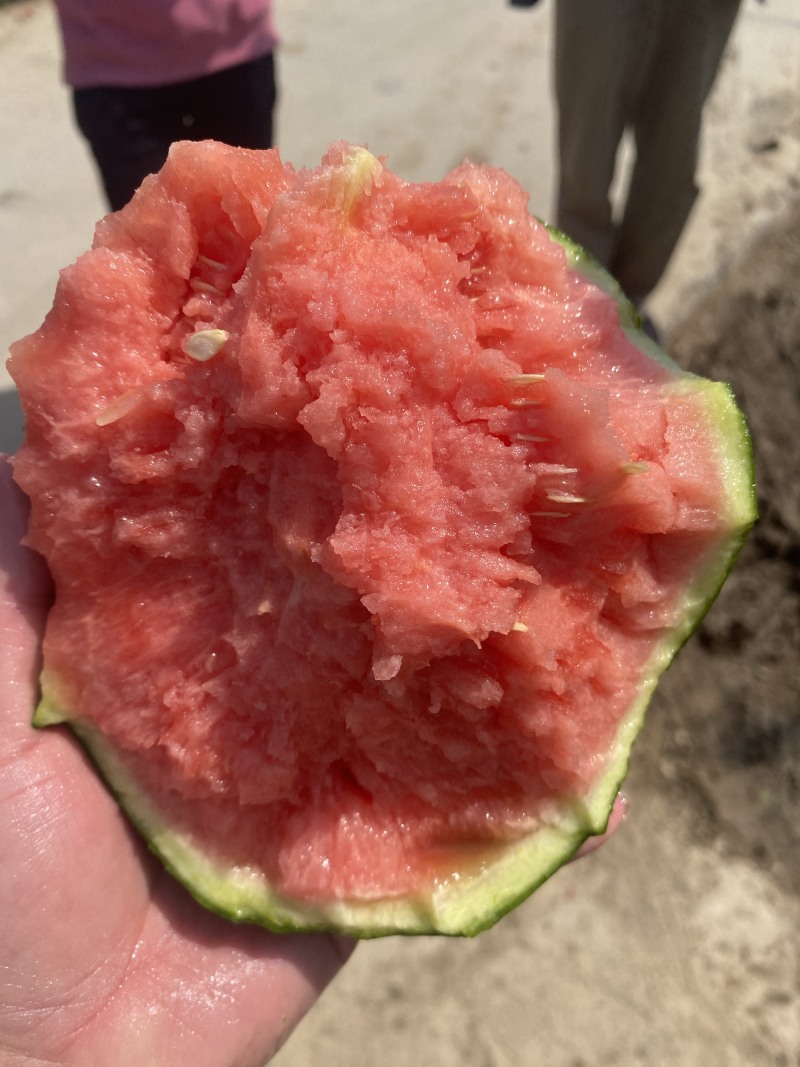小糖丸西瓜牛奶手撕西瓜吊兰938西瓜商超电商供货