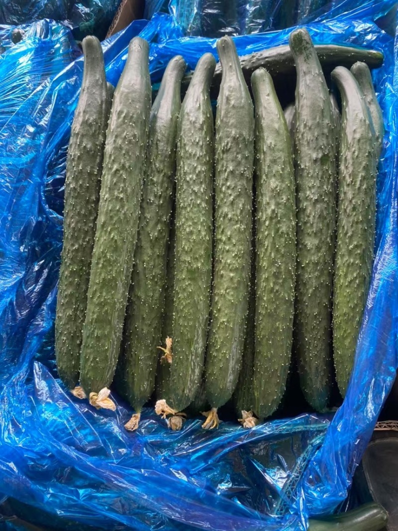 精品夏邑黄瓜产地直发大量供应质量保证欢迎来电咨询