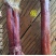 【鹿鞭】干鹿鞭整根男士滋补泡酒料鹿鞭片壮年整枝鹿鞭正品