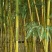 金香玉竹苗竹子供应