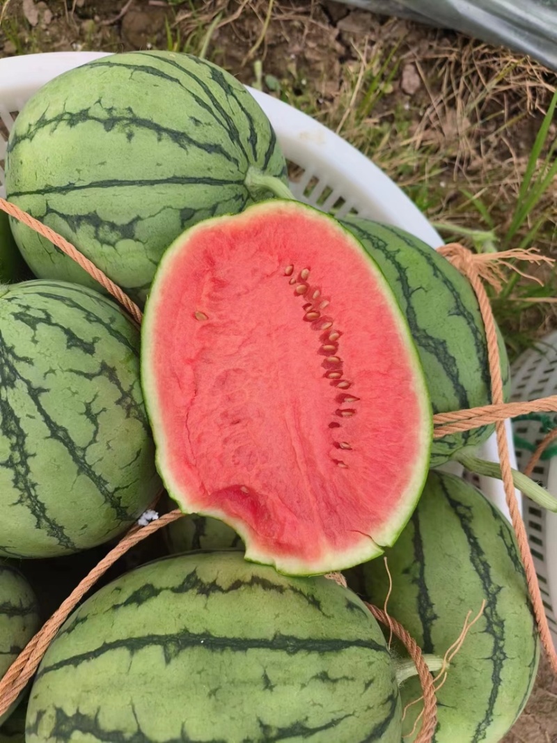 早春红玉西瓜手剥西瓜2k小糖丸全国代发皮薄熟度好货源充足