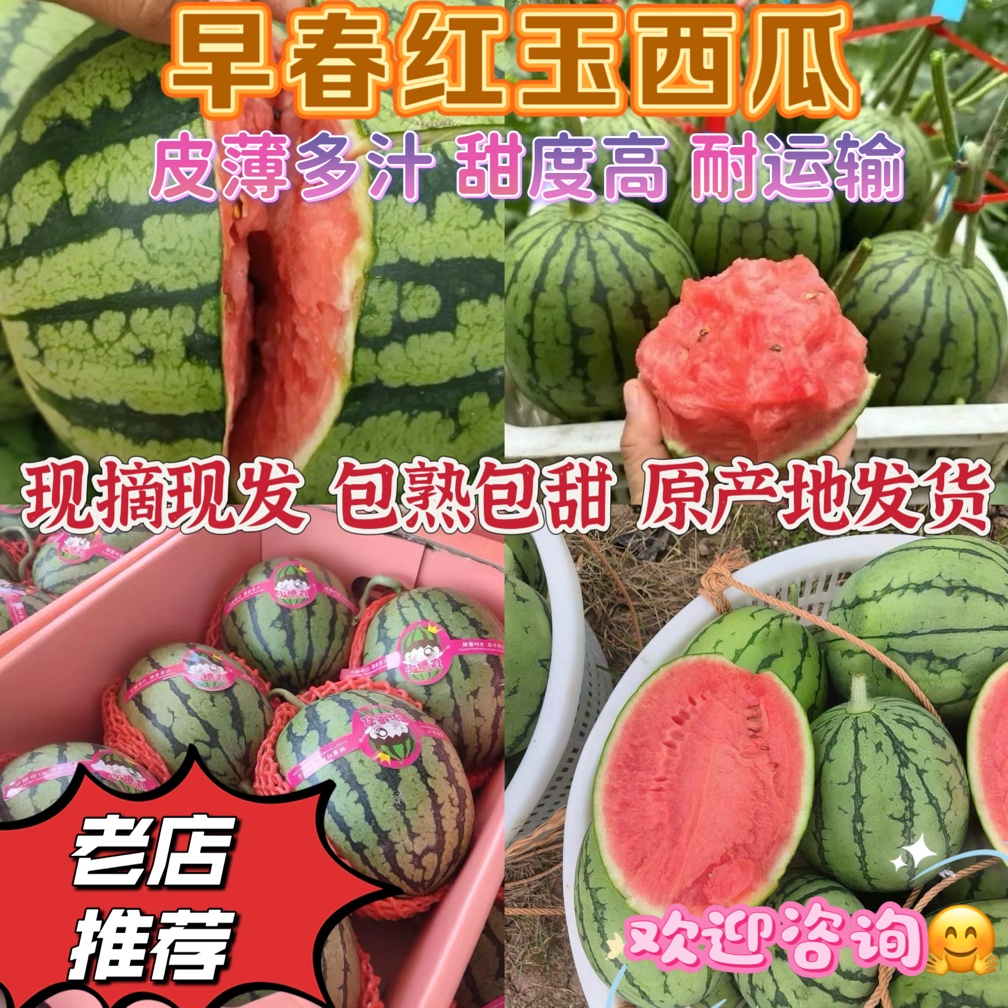 [小糖丸西瓜批发]安徽宿州砀山县西瓜 1.20元/斤早春红玉西瓜 _ 一亩田