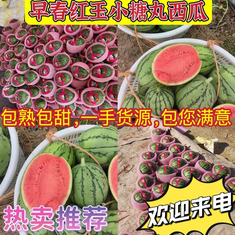 【早春红玉】小糖丸西瓜2k西瓜基地直供货源充足产地直发