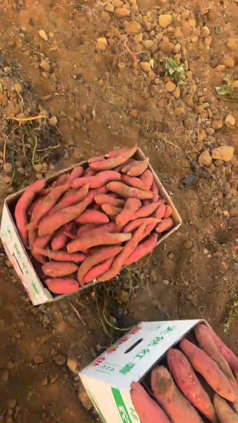 西瓜红蜜薯大量供应沙地蜜薯各种规格，各种价位承接