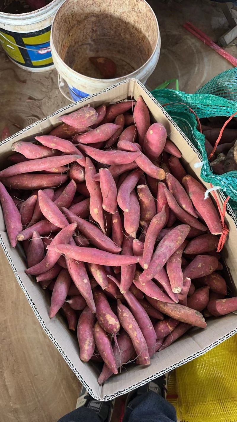 西瓜红蜜薯大量供应沙地蜜薯各种规格，各种价位承接