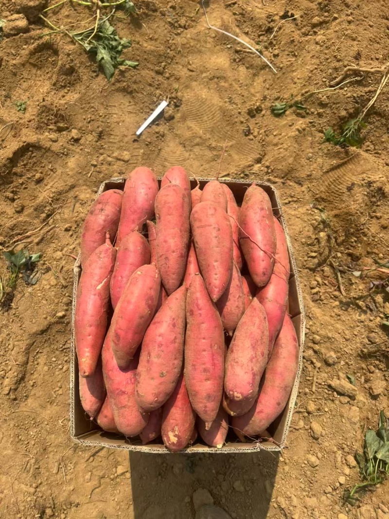 西瓜红蜜薯大量供应沙地蜜薯各种规格，各种价位承接