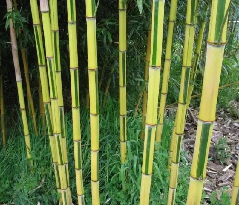 金香玉竹苗竹子供应