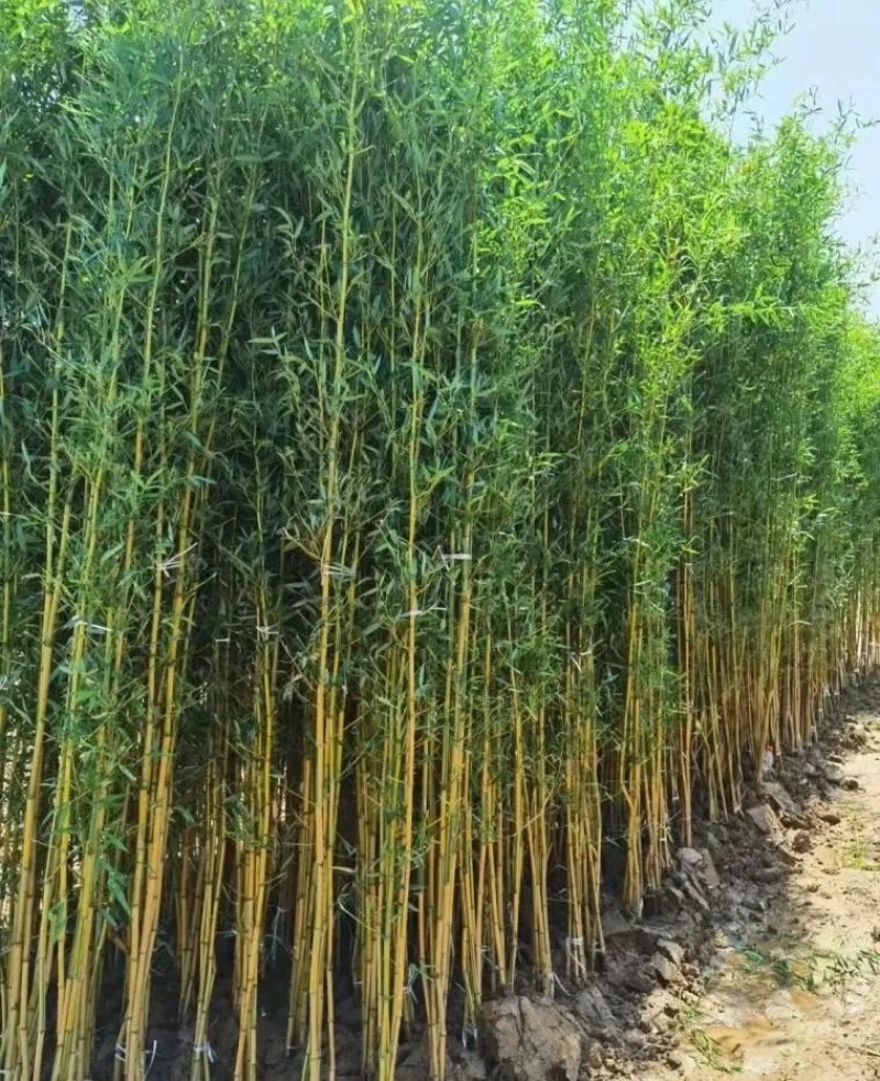 金香玉竹苗竹子供应