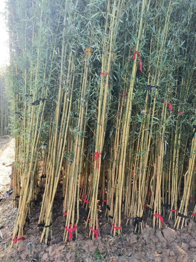 金香玉竹苗竹子供应