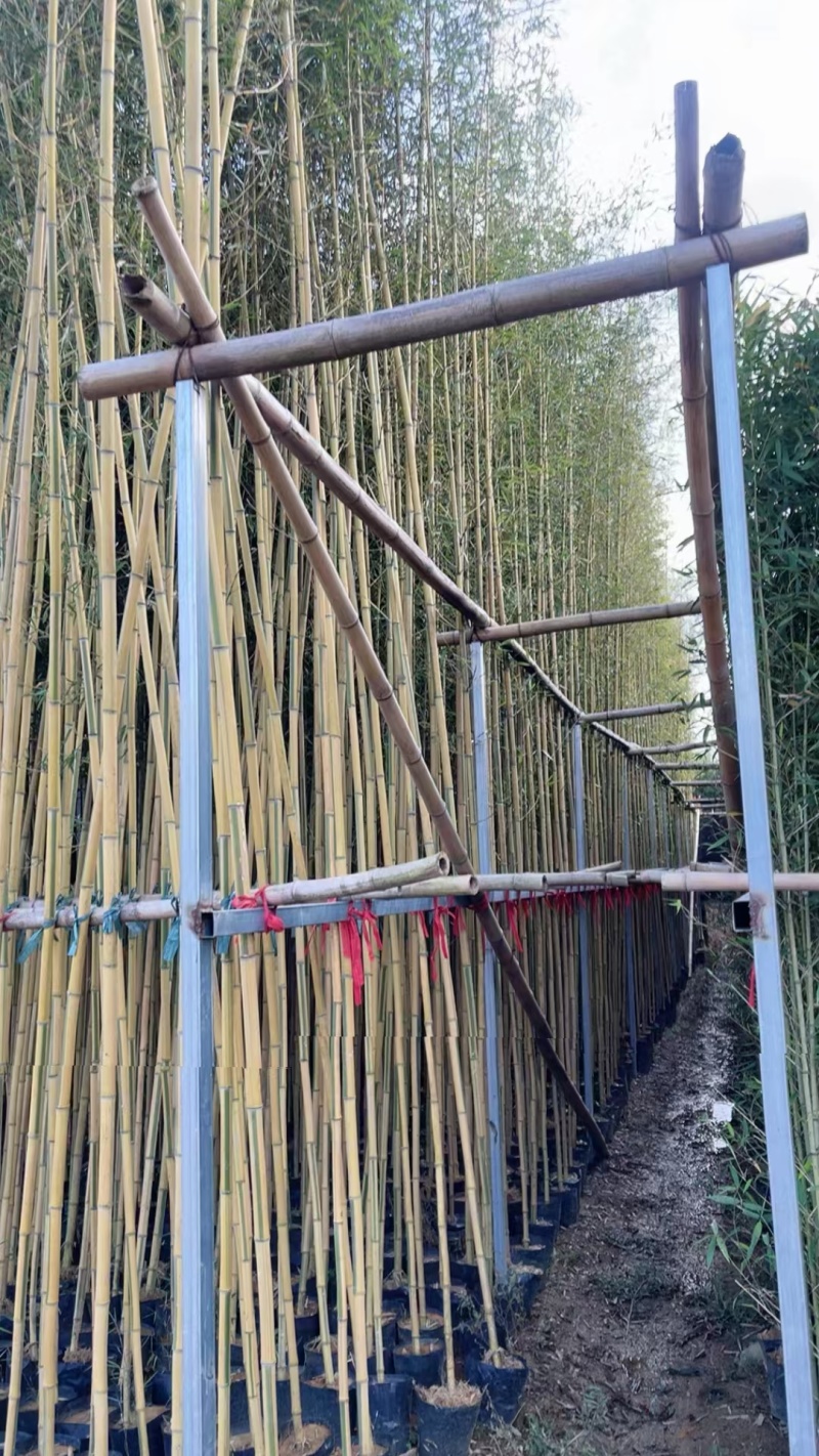 金香玉竹苗竹子供应