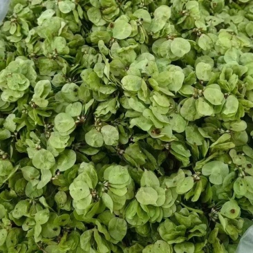 新鲜精品榆钱，现摘现发的！每天都是精品，需要的老板可以提