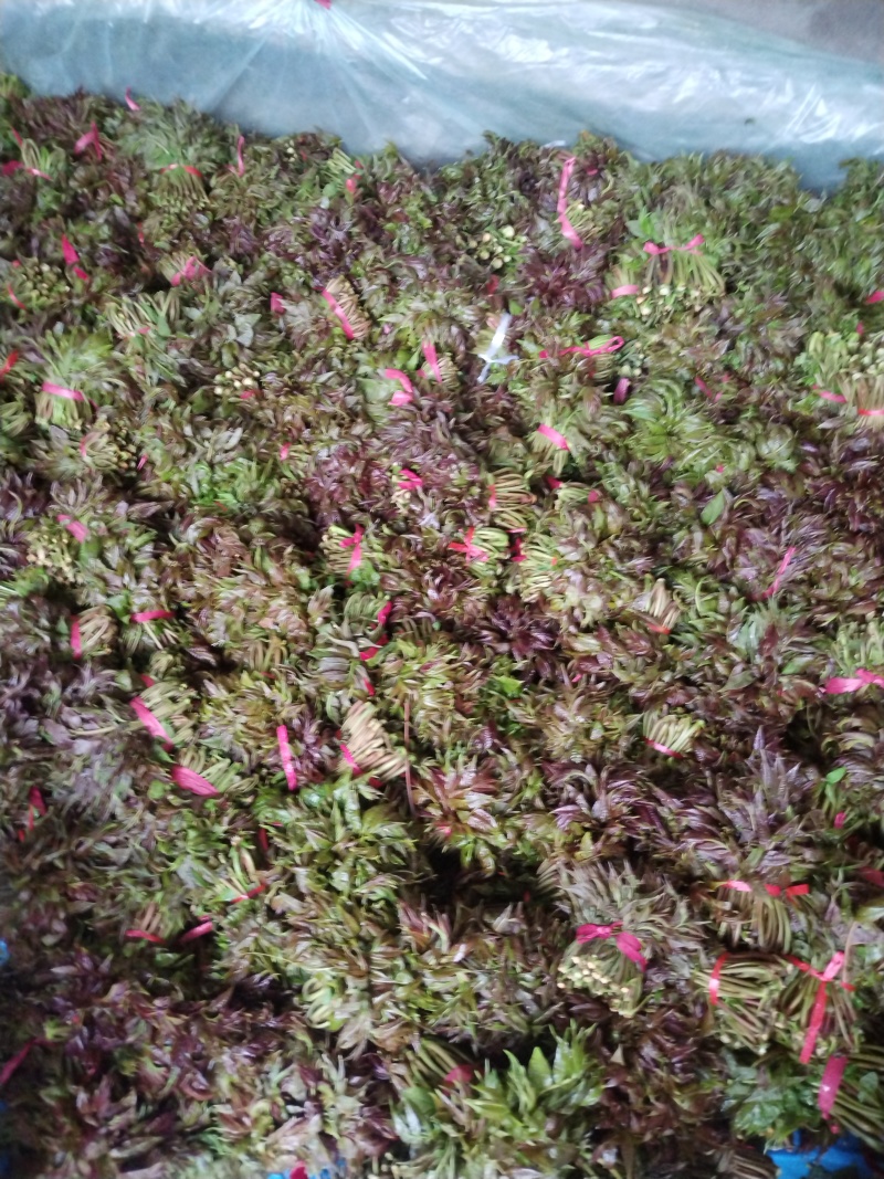 山东省新泰市马家寨子红油香椿芽批发基地欢迎您前来订购。