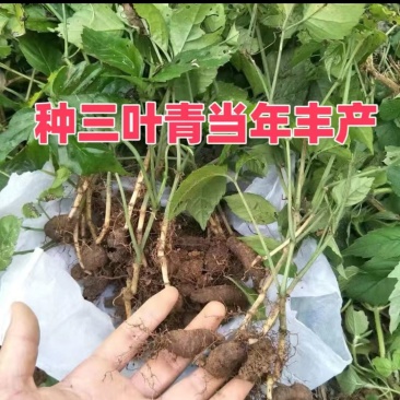 三叶青苗四川中药材种植基地一手货源现挖现发包技术
