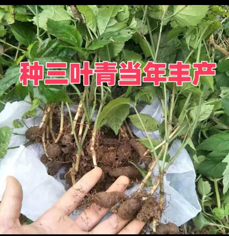 三叶青苗四川中药材种植基地一手货源现挖现发包技术