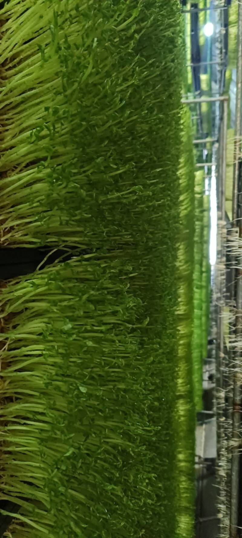 水培豌豆苗芽苗菜大量上市自家种植诚信经营欢迎电联