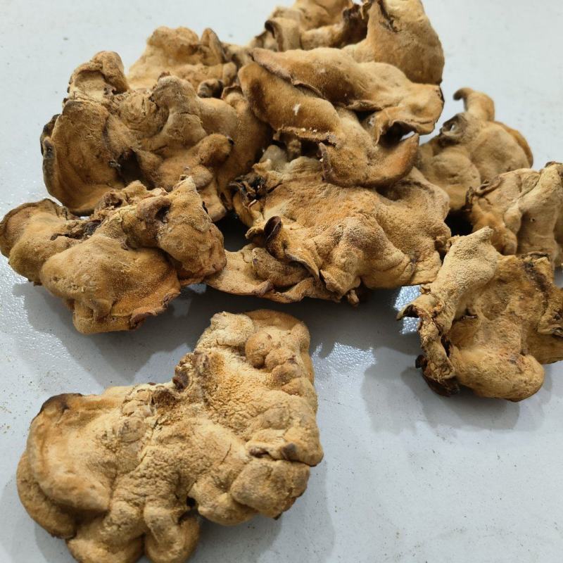 东北特产榆耳新货食用菌肉厚无根非野生包邮