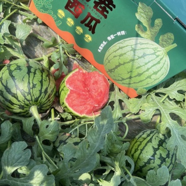 西瓜/全美2k西瓜/手剥西瓜/山东吊瓜//小糖丸西瓜吊瓜