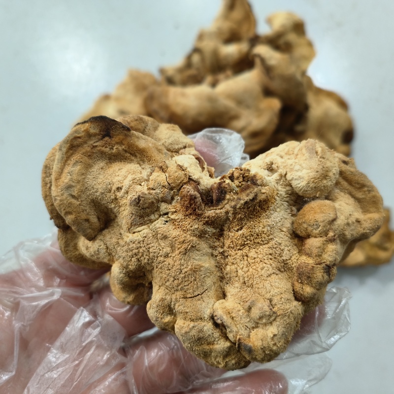 东北特产榆耳新货食用菌肉厚无根非野生包邮