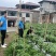 磷酸二铵水溶性肥料提苗生根促花滴灌肥工厂直供量大从优