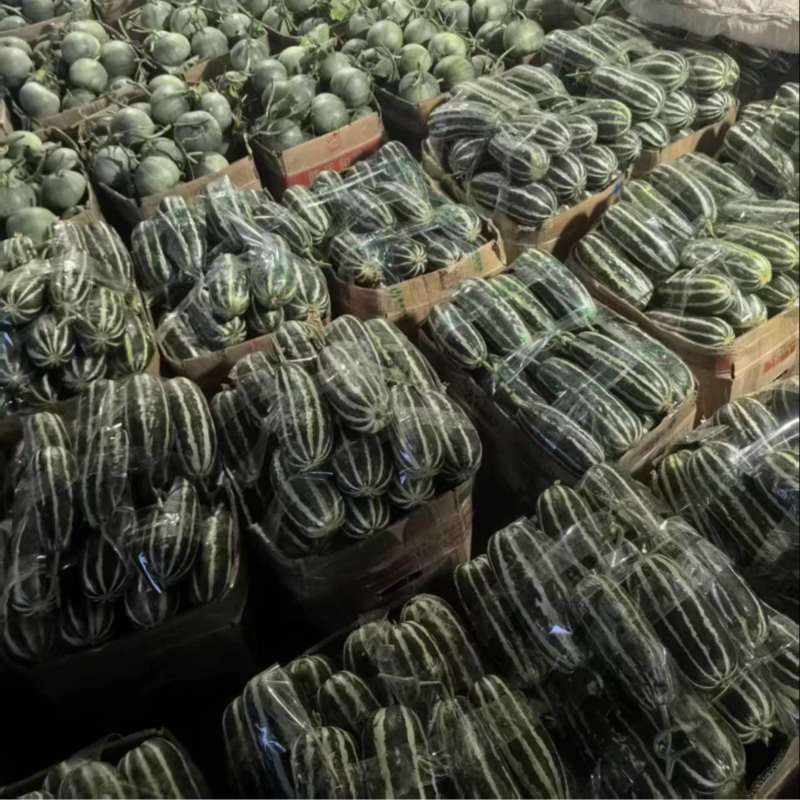 【热卖店】博洋9号甜瓜，脆甜可口，大量现货，电商市场可发