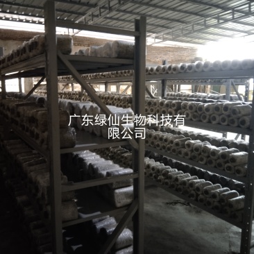 灵芝丶灵芝孢子粉