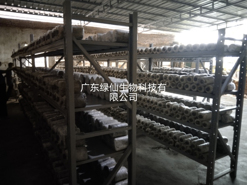 灵芝丶灵芝孢子粉