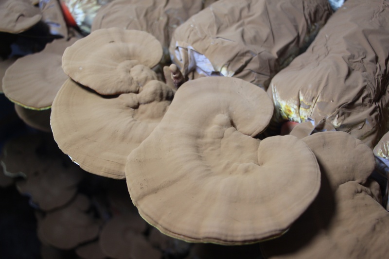 灵芝丶灵芝孢子粉