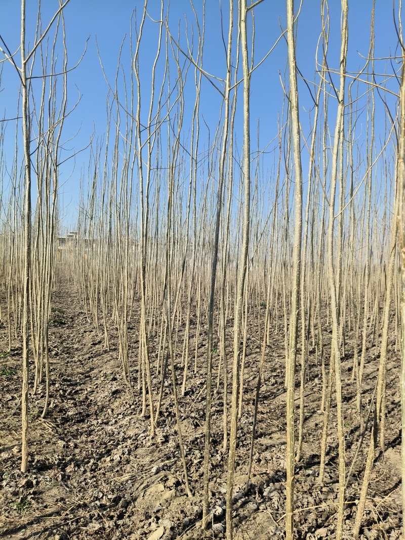杨树3412速生杨，3804速大量上市，保证现挖现装。