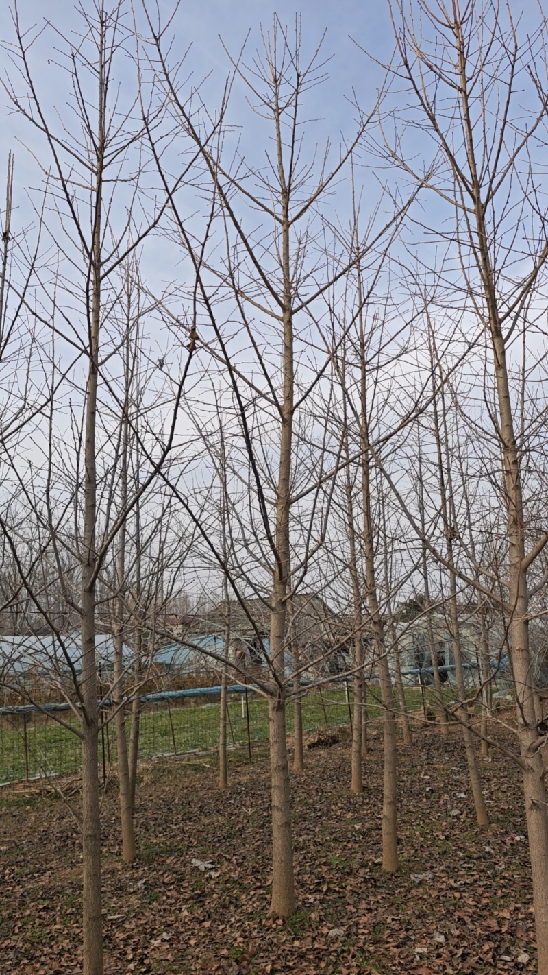 江苏银杏小苗，山东银杏苗，保证成活率，全国发货