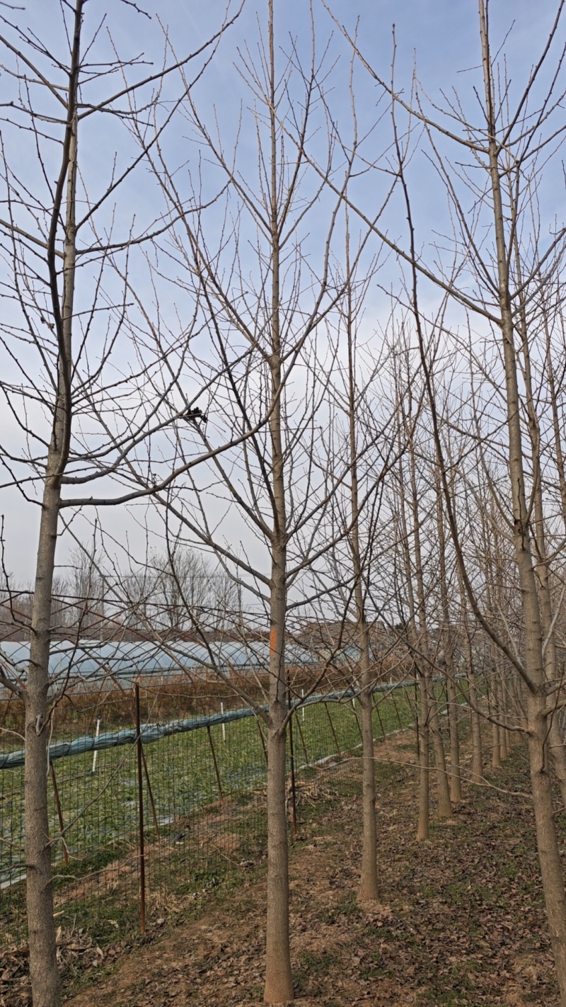 江苏银杏小苗，山东银杏苗，保证成活率，全国发货