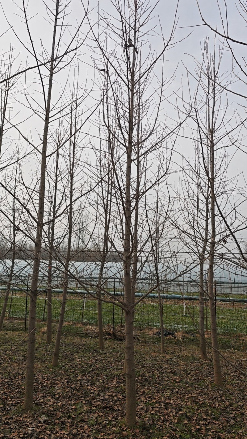 江苏银杏小苗，山东银杏苗，保证成活率，全国发货