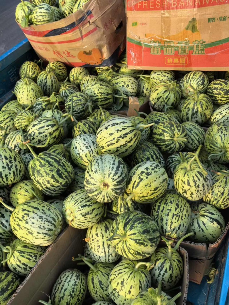 河南精品花蕾甜瓜，脆甜多汁，可对接市场商超