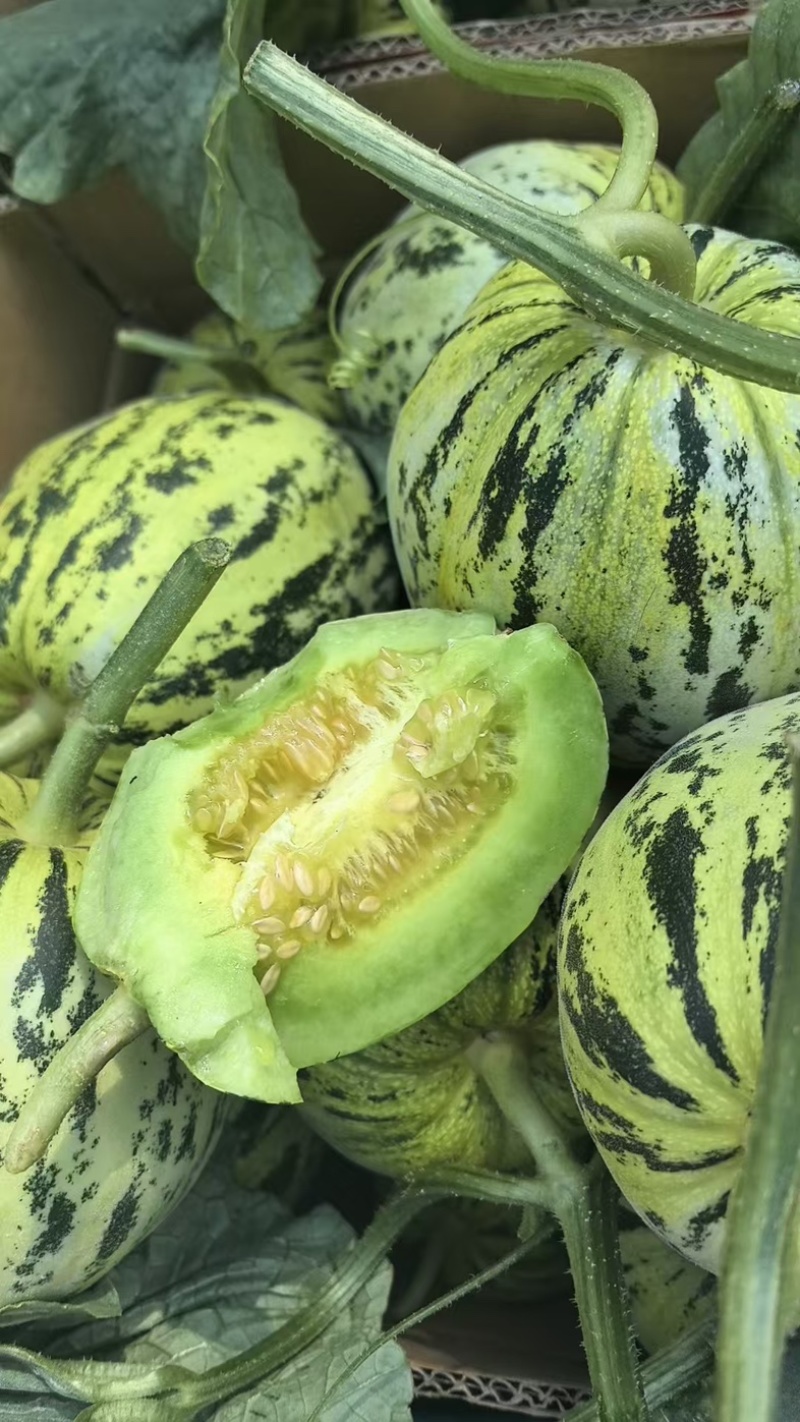 河南精品花蕾甜瓜，脆甜多汁，可对接市场商超