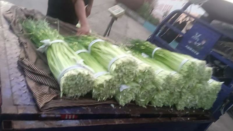 浙江宁波精品白帽蒜薹产地发货一手货源批发品质保证价格便宜