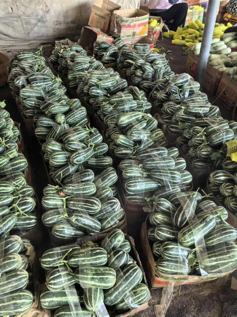 【热卖店】博洋9号甜瓜，脆甜可口，大量现货，电商市场可发