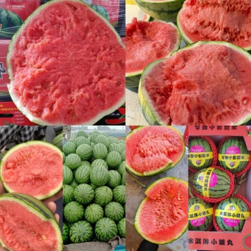 礼品西瓜早春红玉无籽西瓜2k西瓜商超电商供货代发