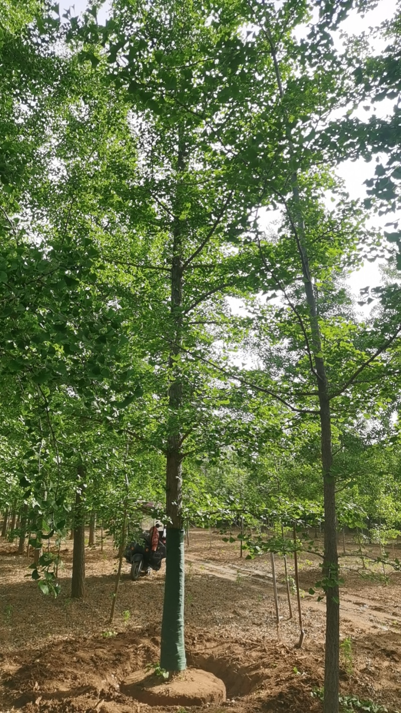 江苏银杏，山东银杏，当年苗-100公分大树，专业团队放心