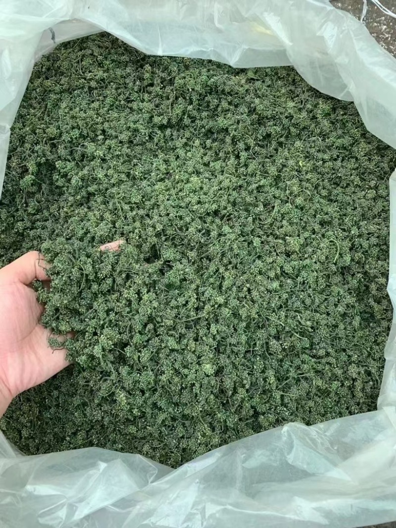 长白山人参花。生晒参花新鲜大花蕾，产地直发、