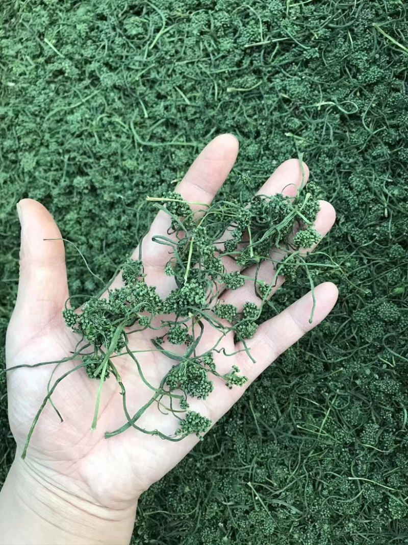 长白山人参花。生晒参花新鲜大花蕾，产地直发、